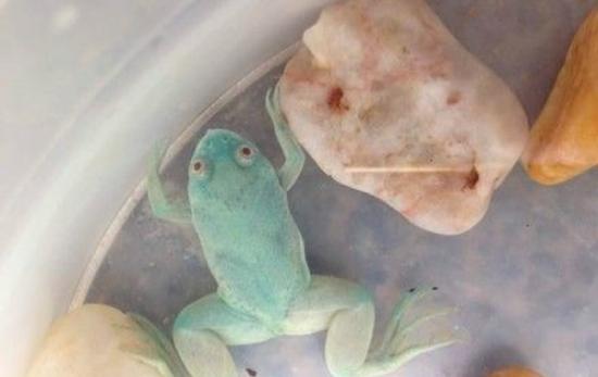 江西南昌发现一只蓝色青蛙 疑基因变异所致