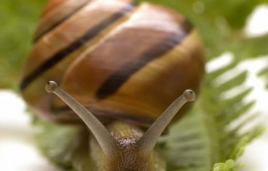 爱尔兰西部的蜗牛很可能在石器时代就被人类带到那里