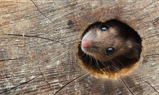 好奇的老鼠，从木干小洞中探出头来。