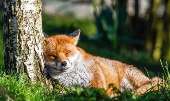 狐狸伏在树荫下睡觉，懒理现在几多点。