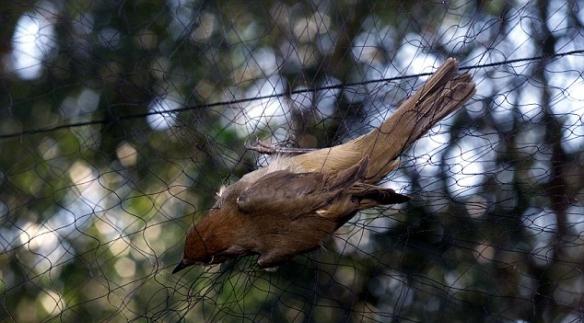 鸟类保护团体Birdlife Cyprus指出：欧洲小国塞浦路斯共和国候鸟滥捕问题严重