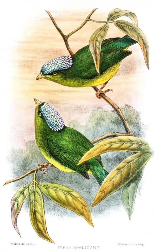 乳白冠侏儒鸟（Opal-crowned manakin）