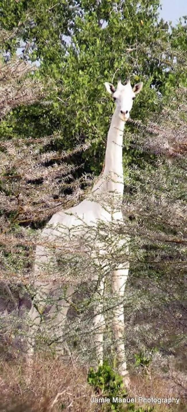 非洲肯尼亚拍到罕见白色长颈鹿