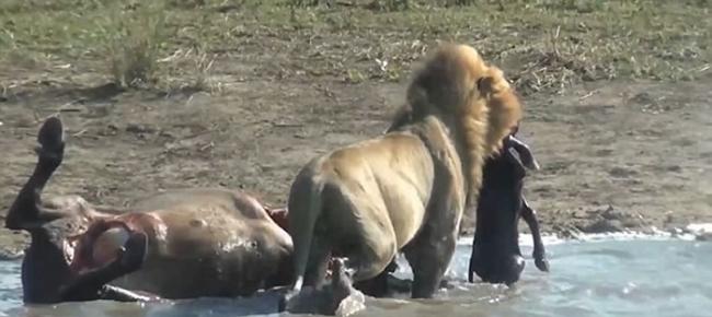 南非克鲁格国家公园狮子杀死怀孕水牛后从肚中取出还未出生的小牛