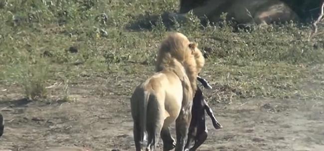 南非克鲁格国家公园狮子杀死怀孕水牛后从肚中取出还未出生的小牛