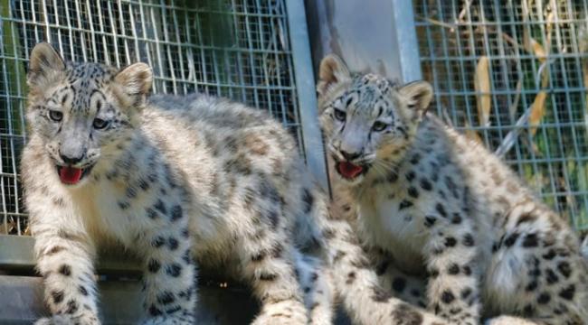 双胞胎雪豹宝宝外型相似。