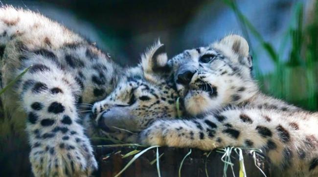 雪豹宝宝与妈妈躺在一起。