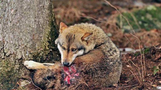 德国巴伐利亚森林中，一只因争地盘战斗而受伤的灰狼正舔拭着伤口。