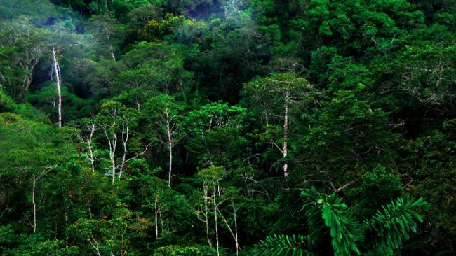 新研究显示一些热带森林很可能在末次冰期扩张