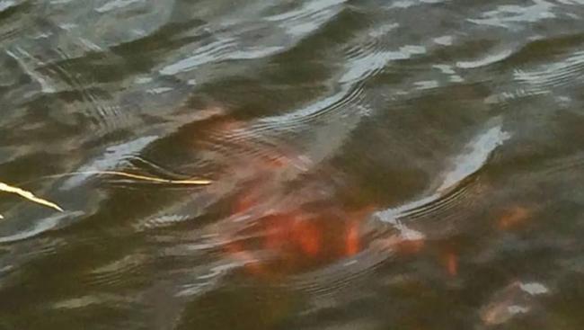 官员表示，相信早前有人将亚洲金鱼在池塘放生。