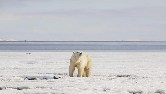 俄罗斯北极熊“乌姆卡”为觅食流浪700公里 饿得不似“熊”形