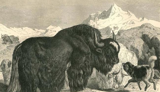 基因研究表明青藏高原野牦牛在7300年前即被驯化