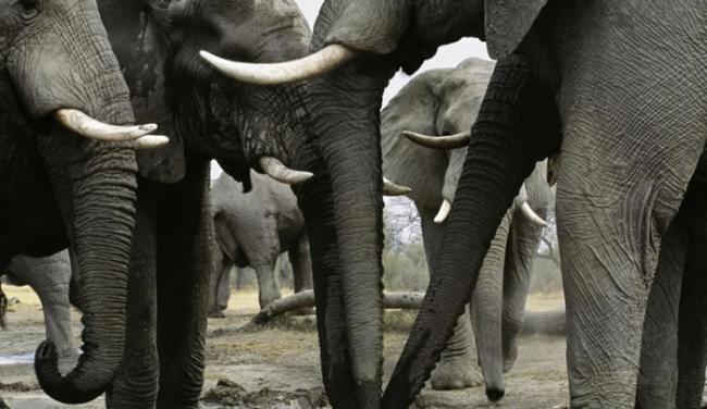 两个希望挽救大象的团体需要找到共同点