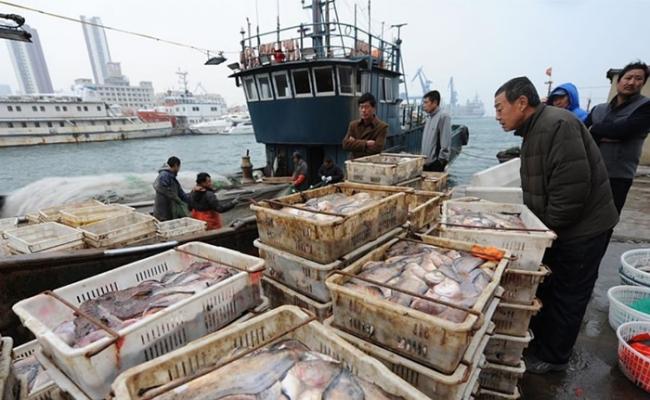 约3000公斤的渔获卸在码头。