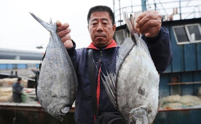 渔民展示被捕获的两条“怪鱼”。