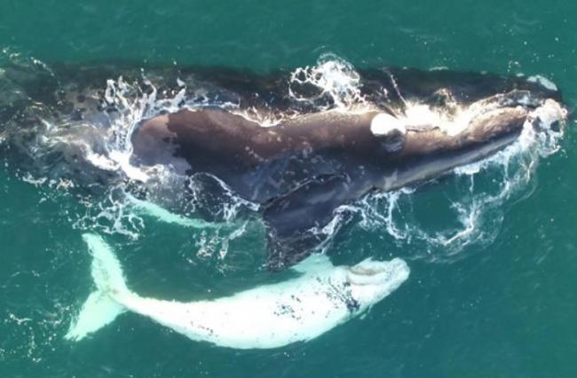 白色南露脊鲸幼鲸与母亲畅泳。