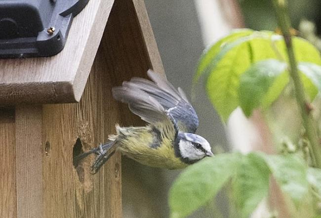 英国关注野生动物人士为增加雀鸟栖息处放置鸟屋 却被蜂类占据