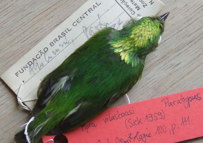金冠侏儒鸟被发现是亚马逊森林中第一种杂交鸟类