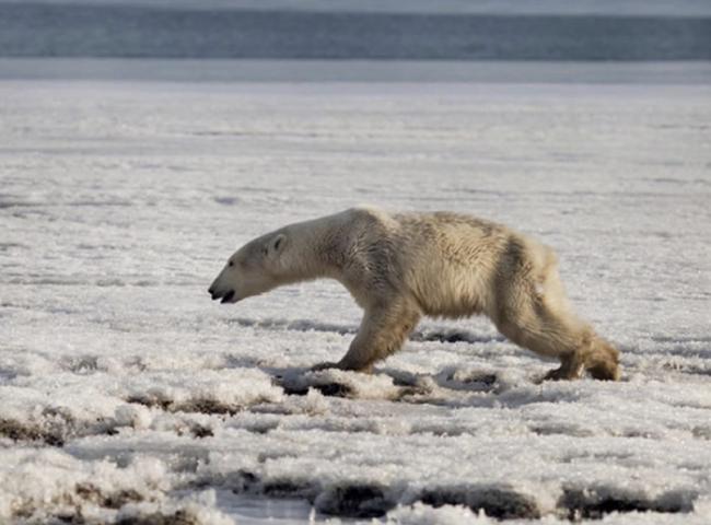俄罗斯北极熊“乌姆卡”为觅食流浪700公里 饿得不似“熊”形