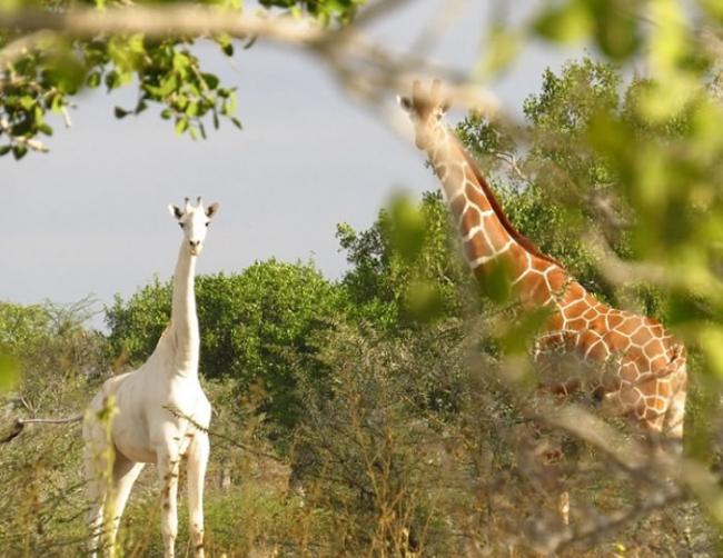 非洲肯尼亚拍到罕见白色长颈鹿