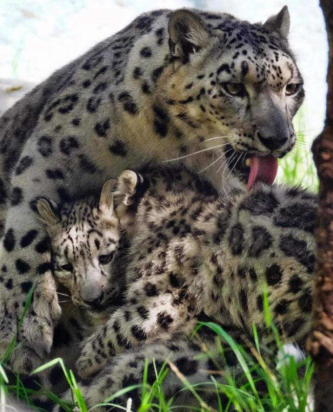 雪豹宝宝躺在妈妈的怀中。
