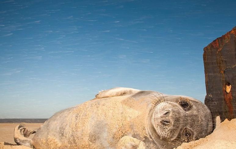 懒洋洋的小海豹，在沙滩享受日光浴。