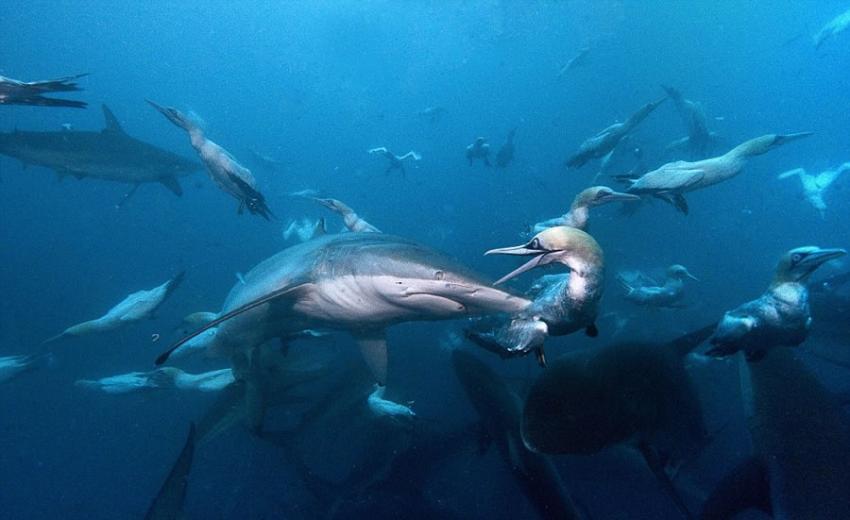 野生动物摄影师Michael Aw在南非东海岸拍摄到鲨鱼、海豚掠食沙丁鱼的壮观景象