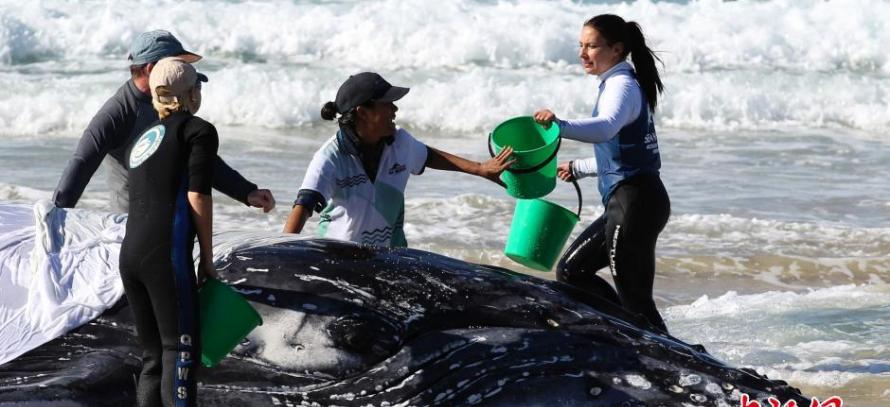 澳大利亚昆士兰州救援人员合力解救一只搁浅沙滩的幼年座头鲸
