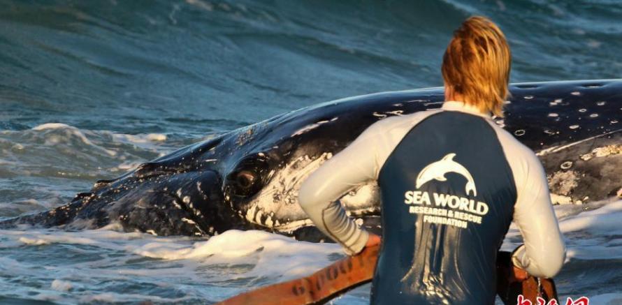 澳大利亚昆士兰州救援人员合力解救一只搁浅沙滩的幼年座头鲸