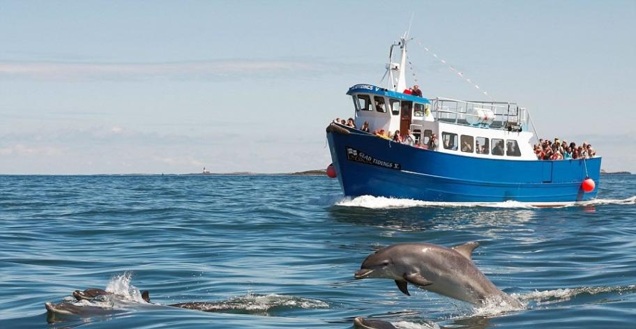 海豚跃出水面，让船上游人欣赏其英姿。