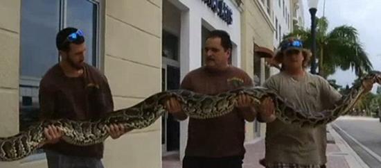 美国佛罗里达州4米巨蟒遭捕或被剥皮造奢侈品