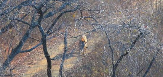 珲春摄影爱好者在山中拍到野生东北虎