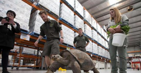 澳大利亚爬行动物公园为63岁象陆龟进行一年一度的称重