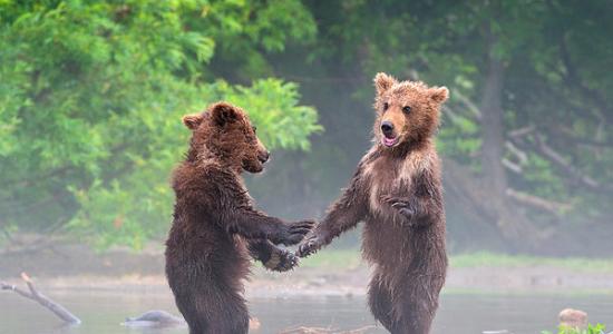 俄罗斯克罗诺基自然保护区两只棕熊开心见面