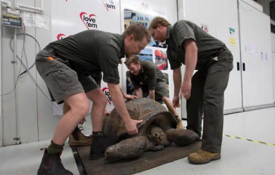 澳大利亚爬行动物公园为63岁象陆龟进行一年一度的称重