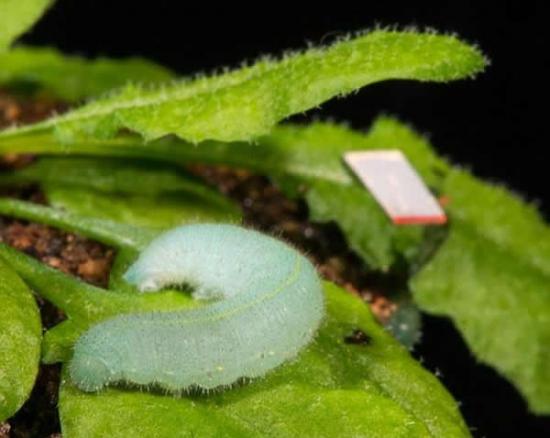 苏里大学的研究人员已经确定，植物会对毛毛虫啃食自己的声音做出防御反应。