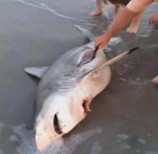 怀孕母鲨鱼搁浅死亡，海边游客抢救肚里的小鲨鱼。