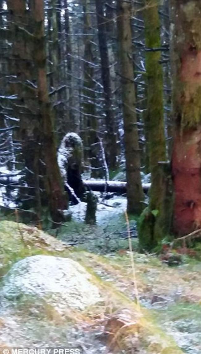 英国北爱尔兰女子在闹鬼森林遛狗时意外拍到疑为大脚怪的身影