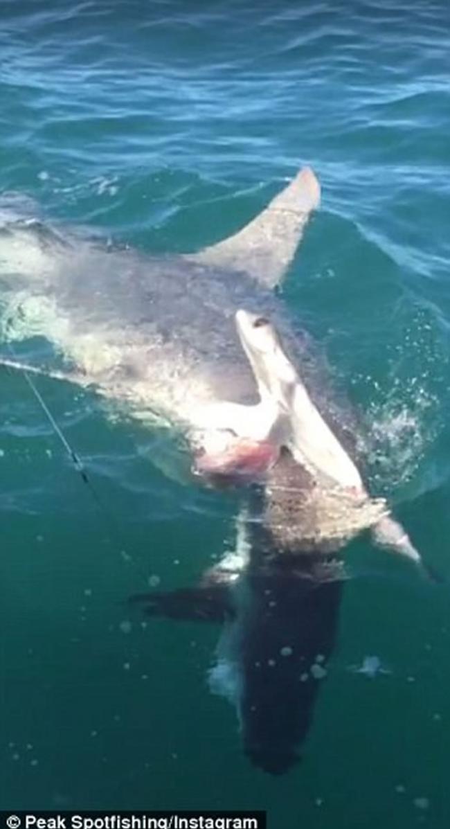澳洲锤头鲨从后追咬一条上钓的短尾真鲨