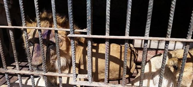 也门动物园许多动物饥饿致死，自相残杀互食以谋求生存
