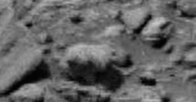 UFO猎人称在火星表面发现“幼熊”