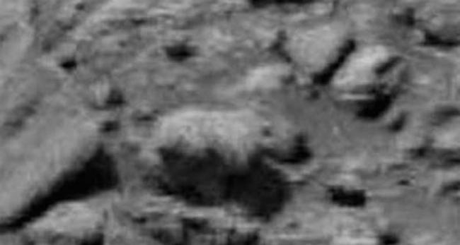 飞碟研究网站“UFO Daily Sightings”编辑称从火星表面照片中发现疑似北极熊