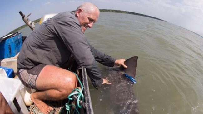 最难捕获的鲨鱼“剑齿鲨”已被标记并且释放