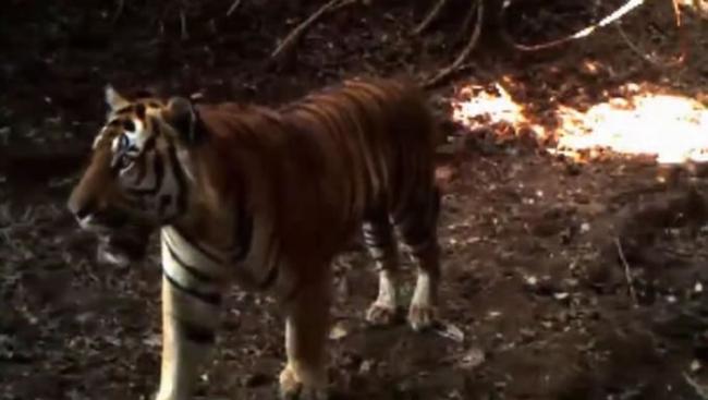 泰国东部丛林相机2016年拍到4只母老虎和6只小老虎 证实是濒临绝种的印支虎