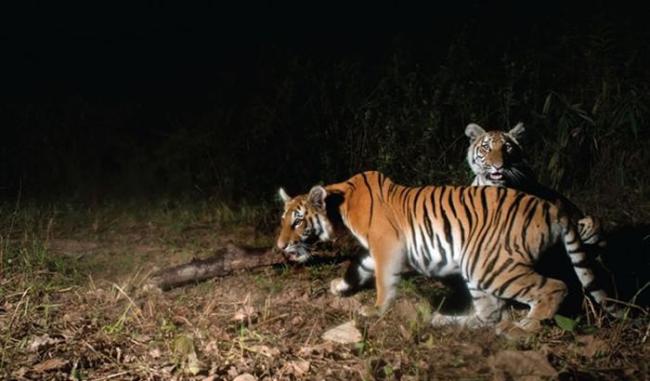 泰国东部丛林相机2016年拍到4只母老虎和6只小老虎 证实是濒临绝种的印支虎