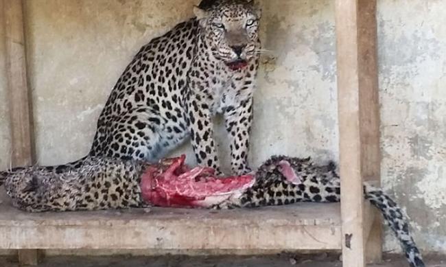 也门动物园许多动物饥饿致死 自相残杀互食以谋求生存
