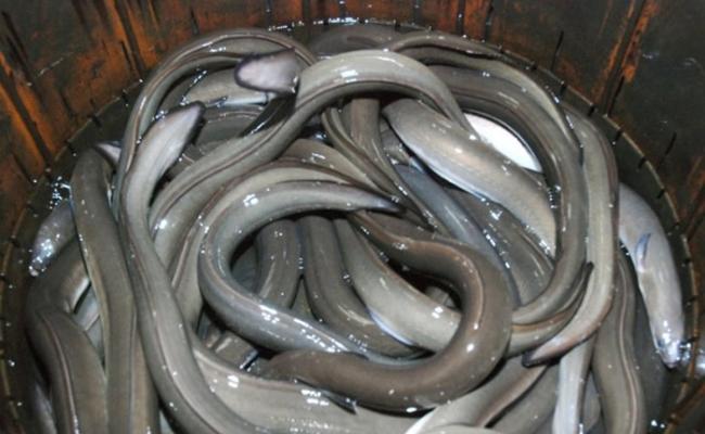 华盛顿公约秘书处报告：日本约7成养殖鳗鱼或是非法捕捞