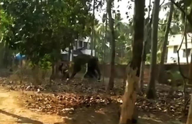 印度饲养员只顾喝酒忘了喂食 被饥饿大象暴怒攻击当场被踩死