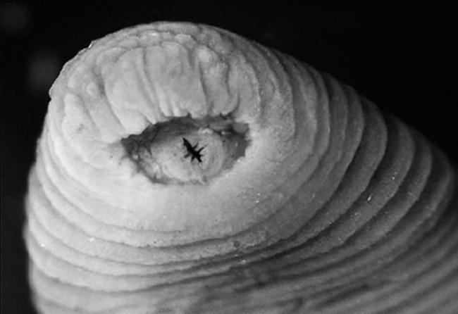 暴君水蛭有能锯开肉的巨大牙齿（此图未显示）。 PHOTOGRAPH COURTESY PLOS ONE