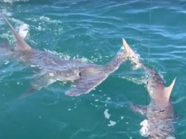 澳洲锤头鲨从后追咬一条上钓的短尾真鲨